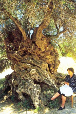 2500 éves termő olivafa