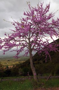 nature trees koutsoupia