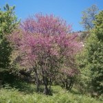 paleohori_osi_falu_56