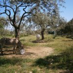 paleohori_osi_falu_66